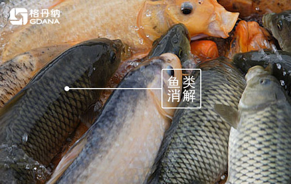 智能石墨消解儀對(duì)魚(yú)類(lèi)中鉛的通用消解