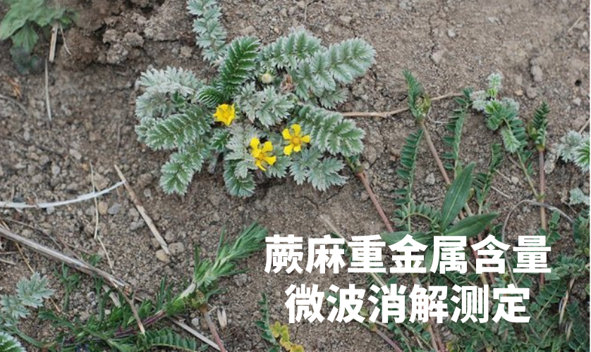 蕨麻重金屬含量微波消解測定